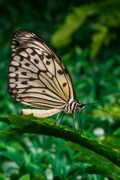 Free photo butterfly sitting on leaf with foliage background