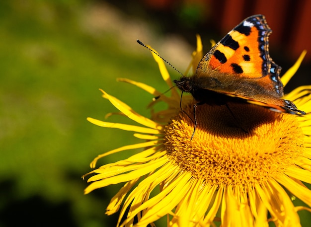 Free photo a butterfly on a sunflower