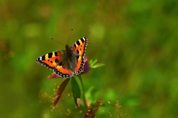 A butterfly on a thistle Beautiful natural colour background