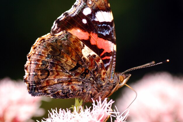 Butterfly wings close