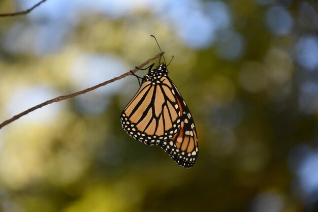 Butterfly with orange spotted wings on a branch in the fall