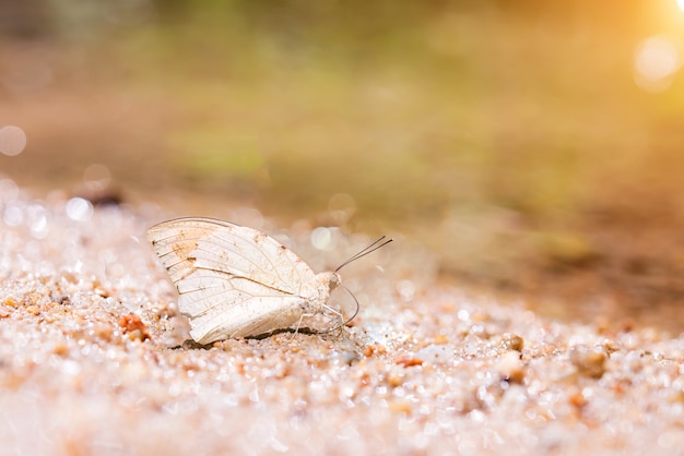 Free photo butterfly