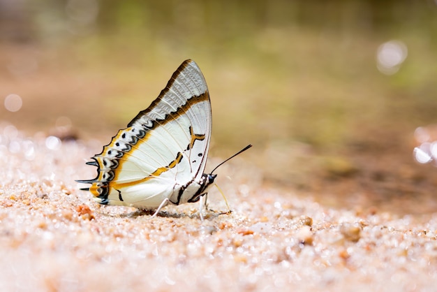 Free photo butterfly