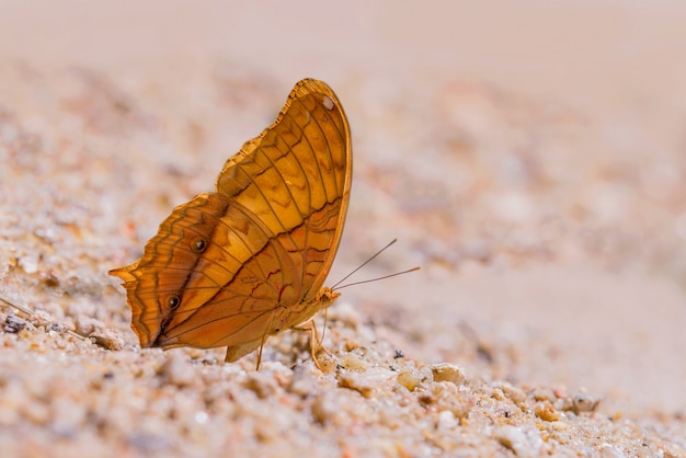 Free photo butterfly