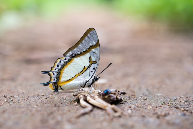 Free photo butterfly