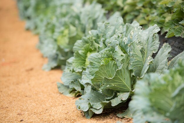 cabbage farm