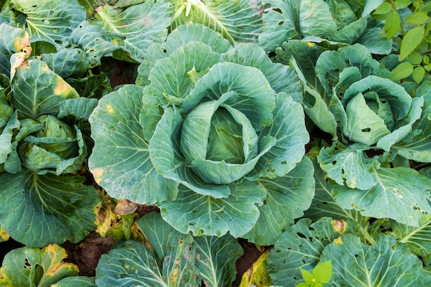 Free photo cabbage with hole bite