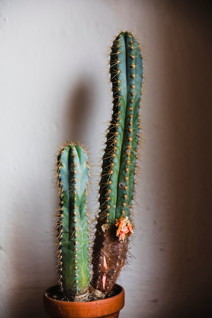 Free photo cacti in pot