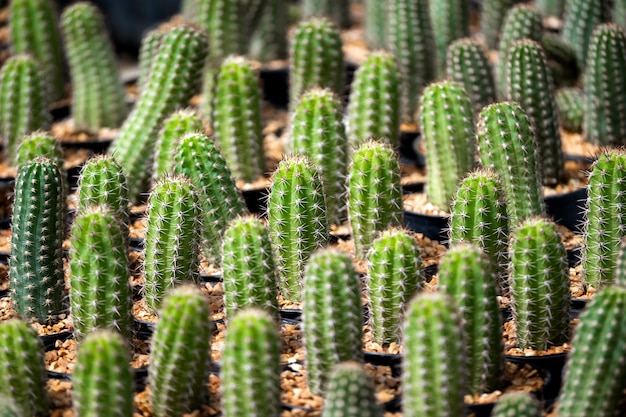 cactus on brown sand green plant pattern background