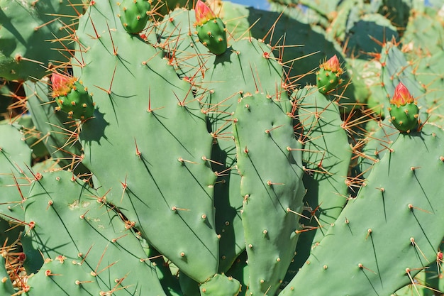 Free Photo cactus closeup with buds ready to bloom cactus on the mediterranean coast idea for a background or wallpaper to describe succulents care and growing plants for parks