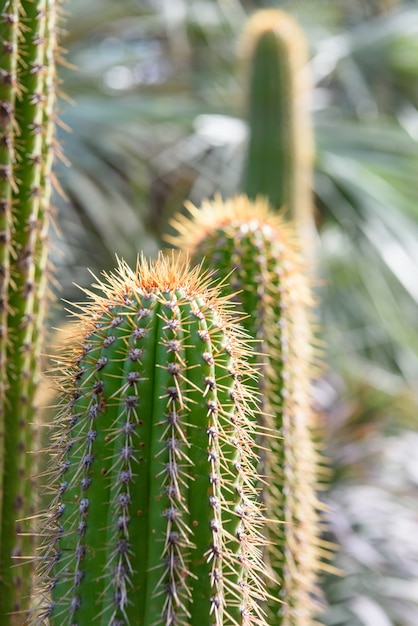 Cactus closeup