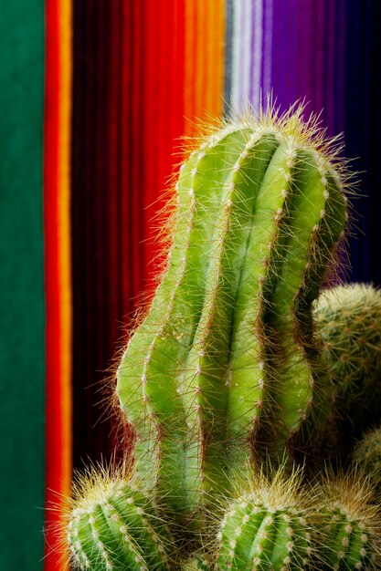 Cactus and colorful cloth arrangement