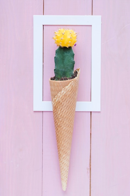 Free Photo cactus in cone on frame