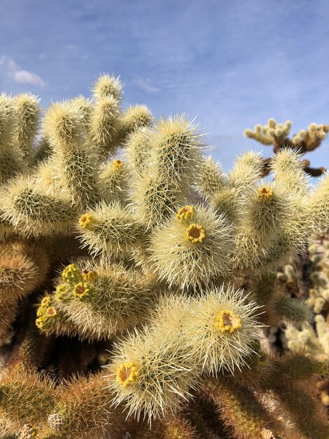 Cactus on the dry soil of the Joshua Tree National Park, USA