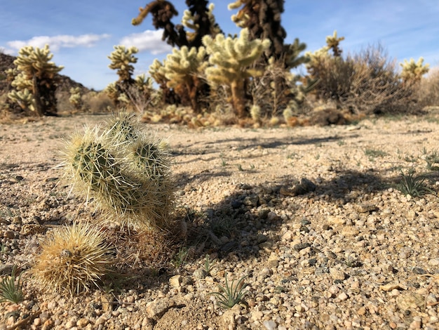 Free photo cactus on the dry soil of the joshua tree national park, usa