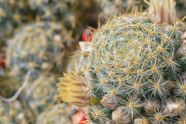 Cactus flower as a natural delicate background Blooming succulents close up selective focus idea for a postcard or background the beginning of spring in the Aegean region of Turkey