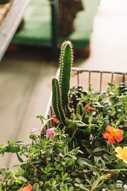 Cactus in greenhouse