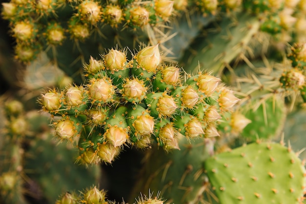 Cactus growing in garden