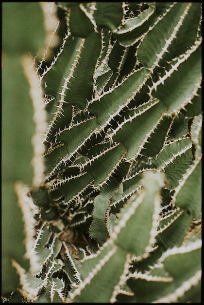 Free photo cactus plant background wallpaper, aesthetic nature dark image