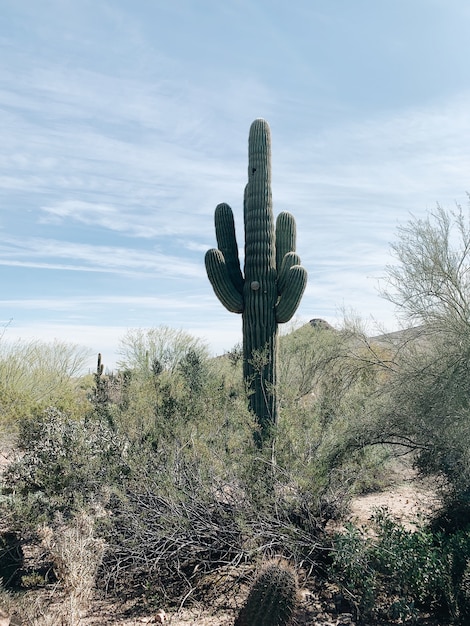 Cactus plant on green grass field under blue sky during daytime