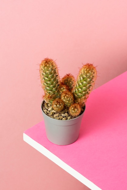 Free Photo cactus plant in studio still life