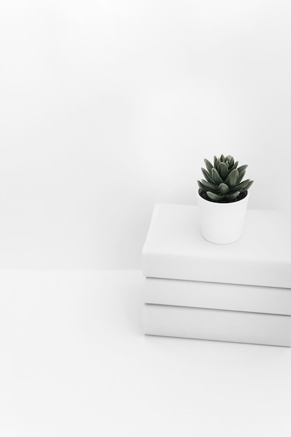 Free Photo cactus pot on book stacked against white backdrop