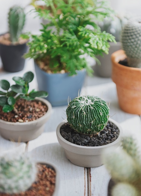 Free Photo cactus pot home plants concept