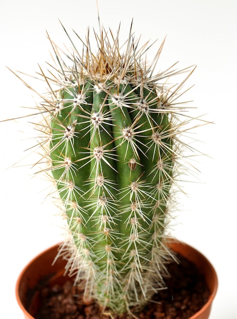 Cactus in a pot