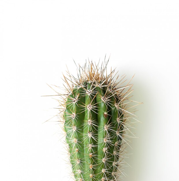 Cactus in a pot