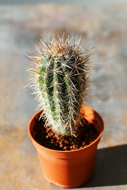 Cactus in a pot