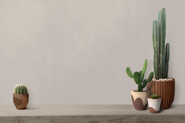 Cactus on a shelf by a blank wall background