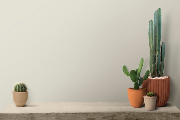 Cactus on a shelf by a blank wall background