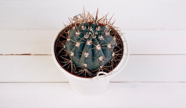 Free photo cactus thorny plant in white bucket on wooden desk