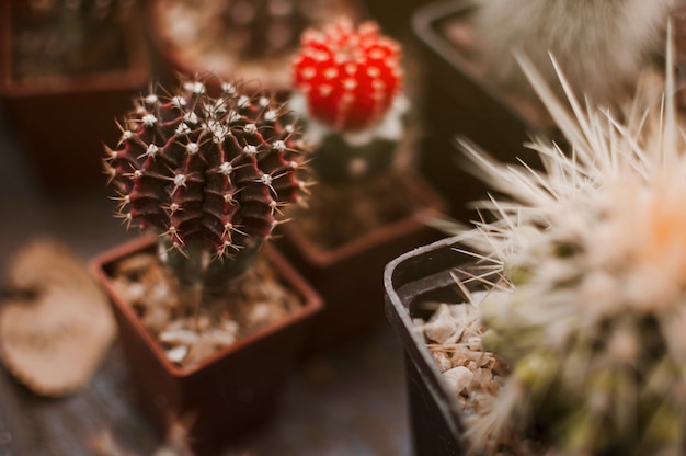 Free Photo cactus