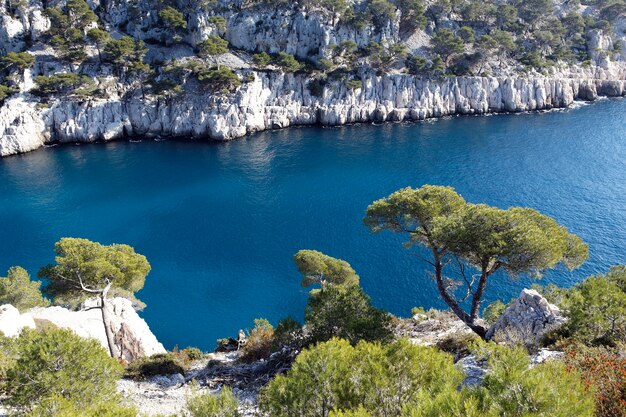 calanque pine