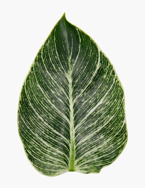 Free Photo calathea leaf from indoor plant