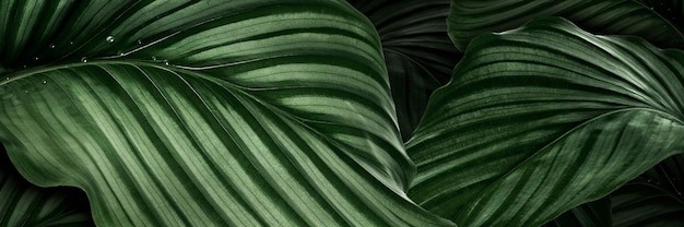 Calathea Orbifolia green natural leaves background