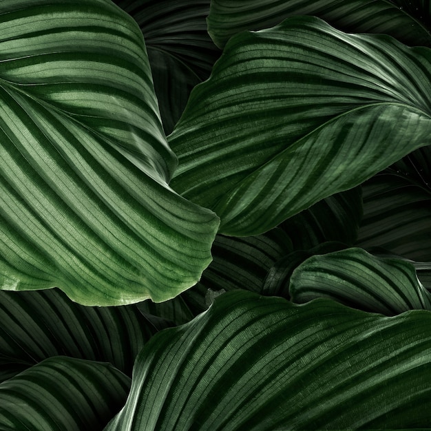 Free photo calathea orbifolia green natural leaves background