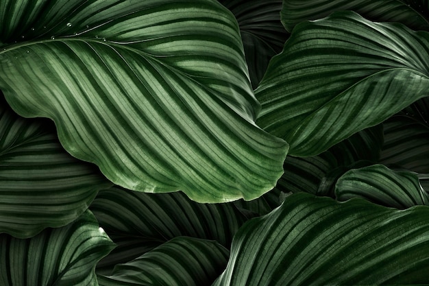 Calathea Orbifolia green natural leaves 