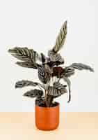 Free photo calathea ornata sanderiana in an orange flowerpot