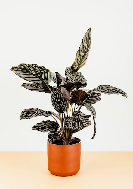 Free Photo calathea ornata sanderiana in an orange flowerpot