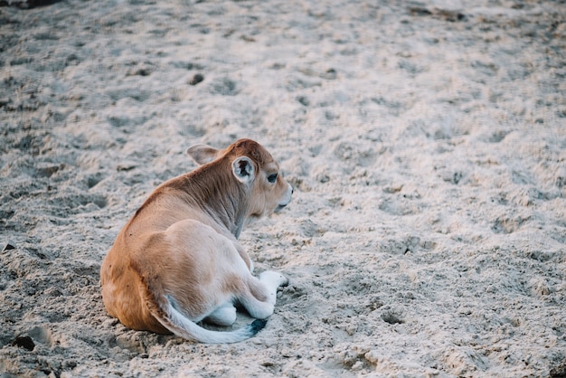 Free photo calf sitting on soil in the barn