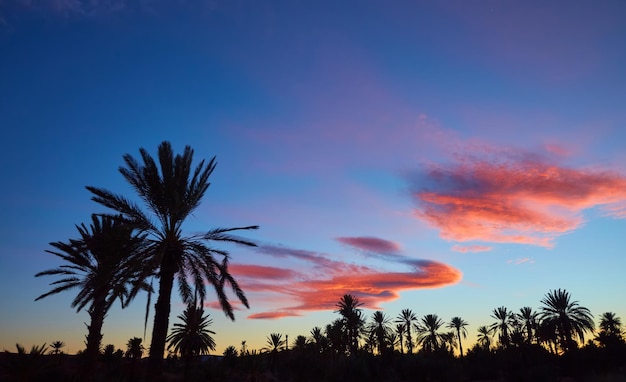 California palm trees group sunset