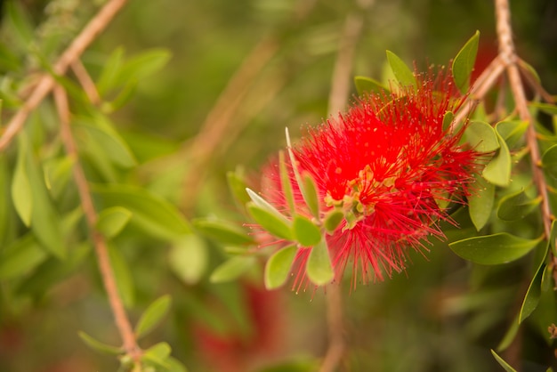 Calistemon flower, Calistemon Citrinus