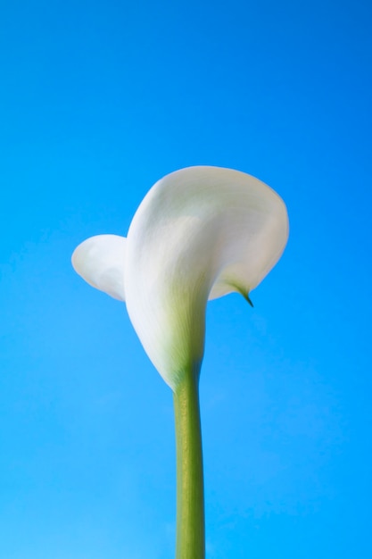 Free Photo calla flower flower in the sky