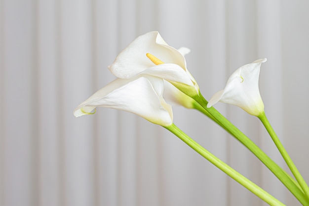 Free Photo calla lily plant flowers on a white fabric background