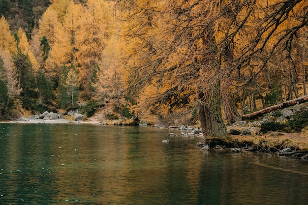 Free Photo calm mountain lake and autumn colorful fir trees along a rocky shoreline