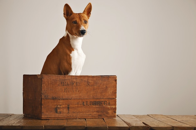 Calm relaxed basenji dog sitting quietly in a beautiful vintage wine box against white wall background