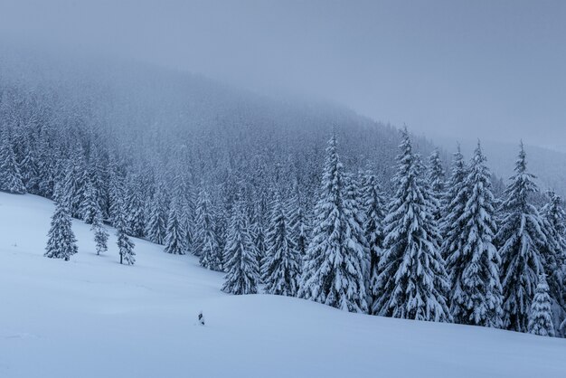 A calm winter scene. Firs covered with snow stand in a fog.