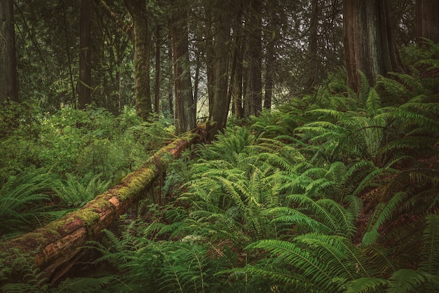 Free Photo calming in the woods